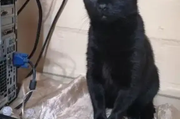 Lost Black Cat with Yellow Eyes in Roodepoort