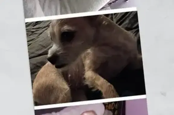 Missing dog Los Angeles, photo: Lost Собака, Female, Mission Boulevard, 6840, Riverside, Los Angeles - Beige with some white