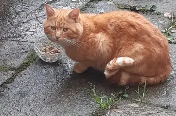 Animaux trouvés Paris, photo: Trouvé chat homme, Josselin, Bretagne - chat roux affectueux