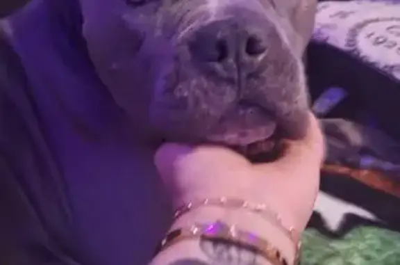 Lost Собака Male, Tucson, Arizona - Blue pit bull named Tank - photo