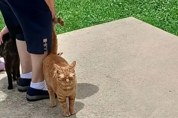 Lost кошка, East Center Drive, 217, Godfrey - Yellow Tabby, limping on back leg - photo