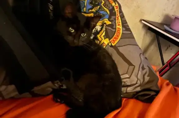 Lost Кошка, Female, Mulberry Street, Macon - green collar - photo