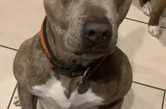 Lost Собака, Male, Webster Avenue, 6401, Kansas City - grey brindle with green collar - photo