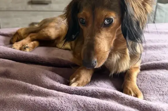 Lost Собака, TN 76, 1425, Clarksville - Chocolate long haired mini dachshund - photo