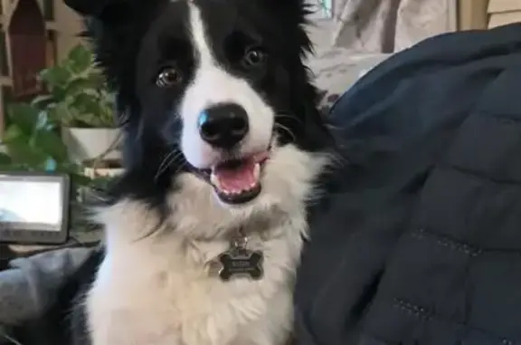 Lost Собака, Deerfield Road, 81, Crossville - Black and White Border Collie - photo