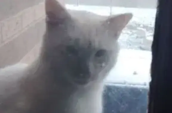 Lost кошка, McKinley Avenue, 308, Waukegan - photo