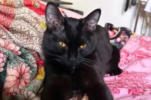 Lost Кошка, 36th Street, 1000, Boulder - all black with a white spot - photo