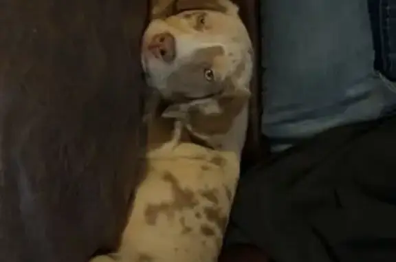 Lost Собака, Female, West Deer Meadow Lane, Blanchard - tan with brown spots - photo