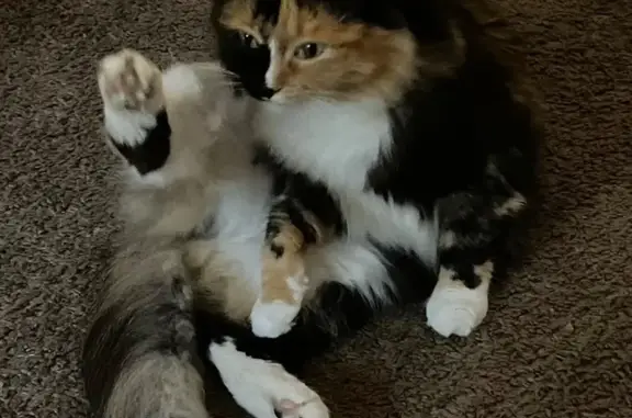 Lost Кошка, Female, Black Oak Court, 299, Glenn Village, Pine Ridge - calico with unique markings - photo