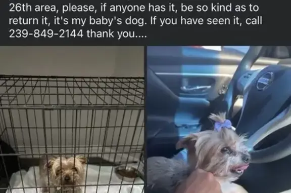 Lost собака, Female, Northwest 26th Street, 1100, Miami - blonde hair - photo