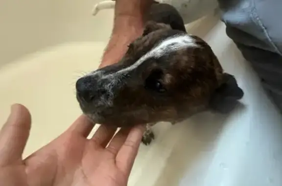 Lost and found pets Fort Worth, photo: Found Собака, Female, Stone Meadow Lane, 5412, Fort Worth - two female puppies