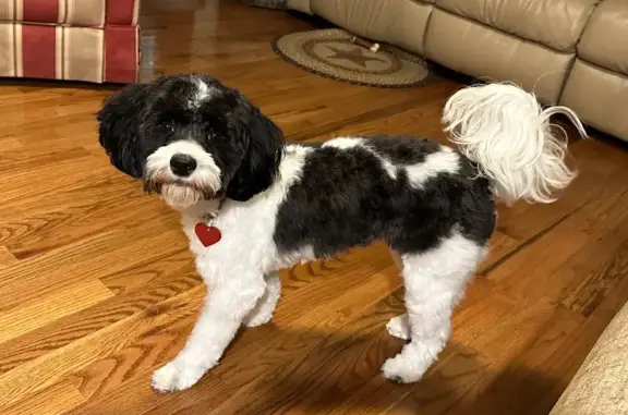 Lost Собака Female, Thompson Mill Road, Saxapahaw - black and white, pink collar - photo