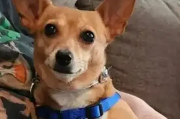 Lost Собака, Female, Hillsboro Road Southwest, Huntsville - skittish with pink collar - photo