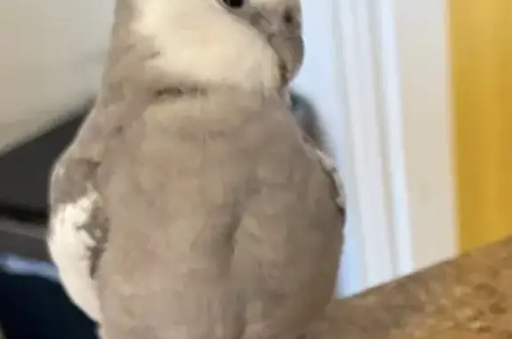 Lost and found pets Malden, photo: Lost Bird, Male, Barrett Street, Malden - gray feathers and white chest