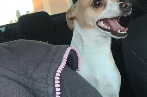 Missing dog Tucson, photo: Lost Собака, Male, East 26th Street, 5653, Tucson