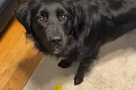 Missing dog Male, Ruby (usl532545) - photo