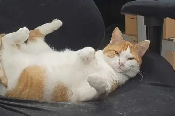 Animaux perdus Barjouville, photo: Perdu chat homme, Rue des Pierres Missigault, 37, Barjouville - roux et blanc, très sociable