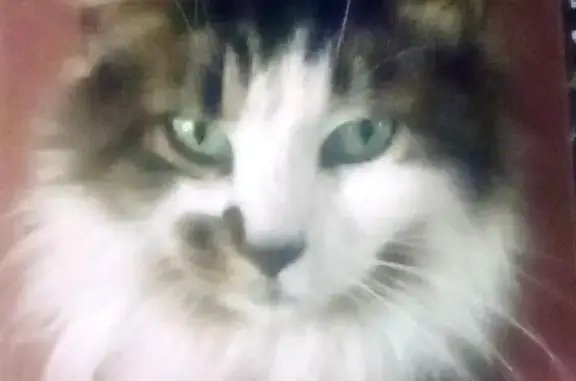 Lost Кошка, Fox Gap Avenue, 89, Bangor - long haired with smudge near nose - photo