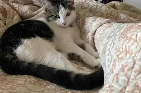 Missing cat Roseto, photo: Lost кошка, Female, Pennsylvania Avenue, 507, Roseto