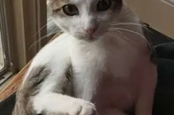 Lost кошка, Pennsylvania Avenue, 507, Roseto - photo