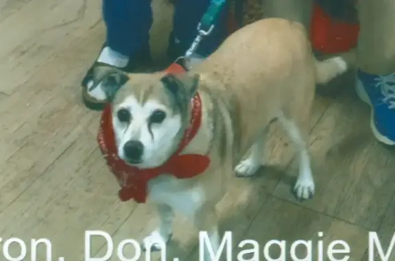 Missing dog Albuquerque, photo: Lost Собака Female, Juan Tabo Boulevard Northeast, 3600, Albuquerque - Light brown with tear stains