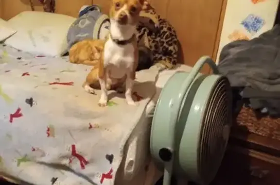 Lost Собака, Male, East Perry Street, Alliance, Washington - white and brown chihuahua - photo