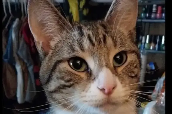 Lost кошка, North 4th Street, Bangor, Pikes Creek - photo