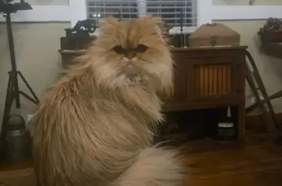 Lost Кошка, Female, West Bayview Road, Antioch - Orange, very small - photo