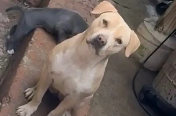 Lost Собака Female, South Wood Street, 7623, Chicago - light brown and white - photo