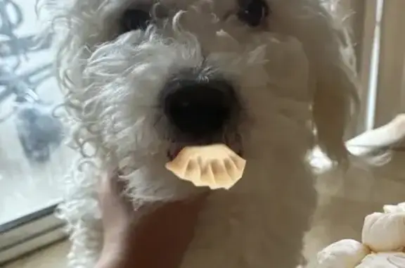 Missing dog Male, North Las Vegas (usl532554) - photo