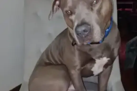 Lost Собака, Southeast Payton Avenue, 103, Des Moines - grey blue nose pit with light green eyes - photo