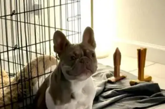 Lost Собака, West Cocopah Street, 23969, Buckeye, Phoenix - Grey and white frenchie - photo