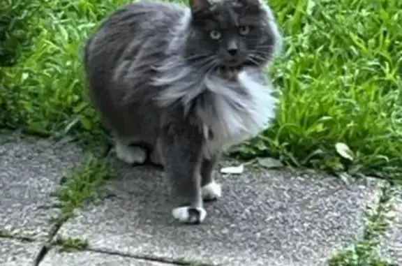 Perdu chatte, Rue du Docteur Calmette, Montreuil - grise et blanche, pucée - photo