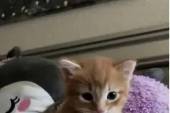 Lost Кошка Male, East Phelps Road, 5414, Scottsdale - tiny kitten with red and black collar - photo