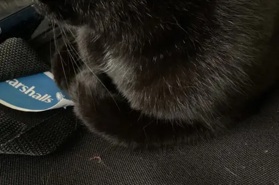 Lost Кошка, Female, North 81st Street, 710, Seattle - black fur - photo