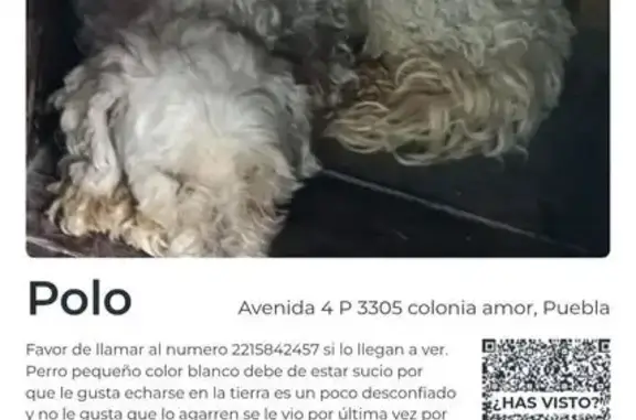 Perros perdidos, , foto: Perro perdido: macho blanco con orejas cafés