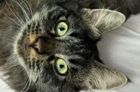 Chat perdu, Pocé-sur-Cisse, photo: Chat disparu Garçon, Pocé-sur-Cisse (fl586268)