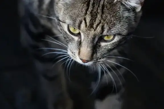 Animaux perdus Villers-le-Lac, photo: Chat disparu Garçon, Villers-le-Lac (fl586269)