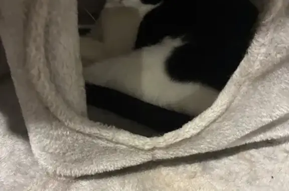 Lost Tuxedo Cat: Timid & Scare...