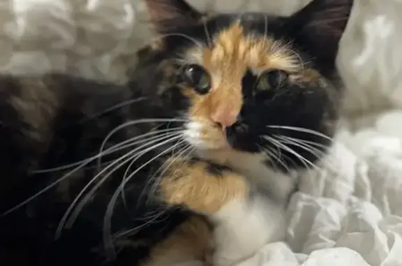 Lost Cat in Redbank Plains - Help Needed!