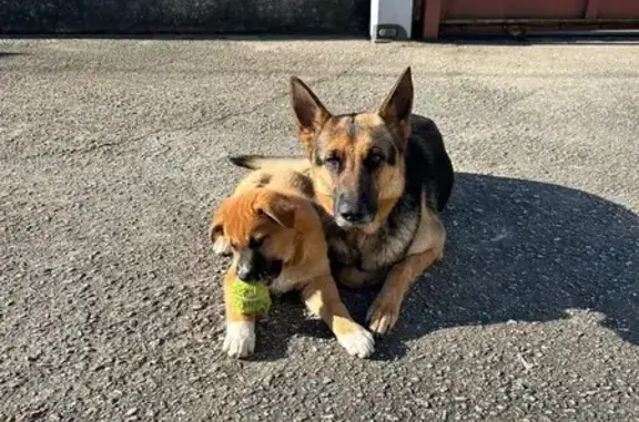 Cachorra Pastor Alemán Perdida en Pontevedra