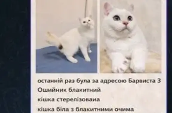 Зникла кішка з голубими очима у Вінниці - photo