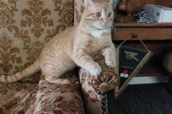 Chat perdu, Paris, photo: Perdu chat mâle, Cysoing, Hauts-de-France - très craintif