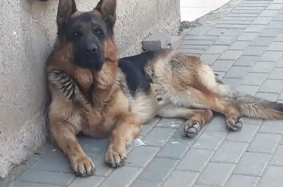 Lost German Shepherd: Bloemfon...
