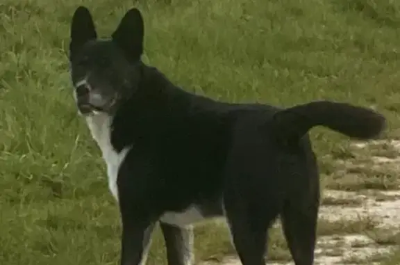 Animaux perdus Pont-Sainte-Marie, photo: Perdu chien mâle, Route de Méry, 59, Lavau, Pont-Sainte-Marie - noir