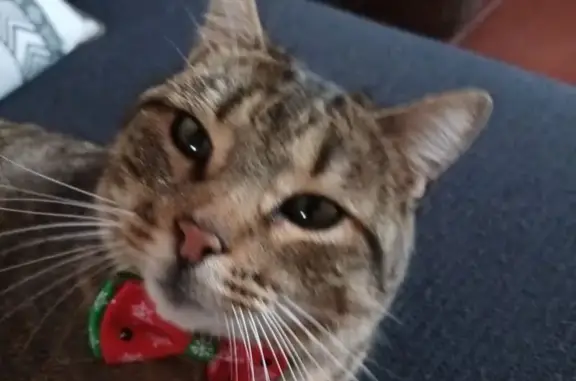 Chat perdu, Mimizan, photo: Perdu chat homme, Boulevard de l'Atlantique, Mimizan - tigre de petite taille