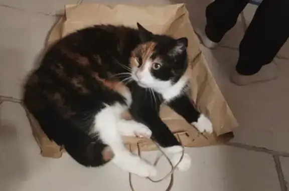 Chat perdu, Allée de Saint-André, Péronnas - écaille de tortue de 14 ans - photo