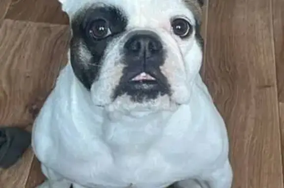 Зникла собака з особливими прикметами в Гореничах