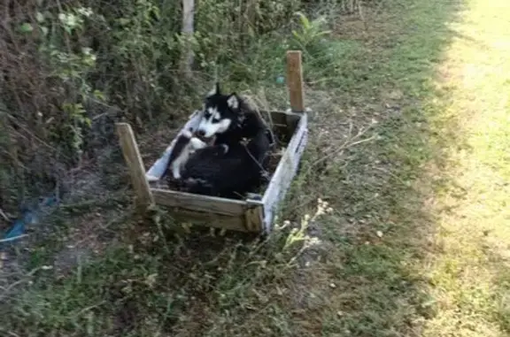 Animaux perdus Marigny, photo: Perdu Chienne, Rue des Frênes, Marigny - Husky sibérien noir et blanc