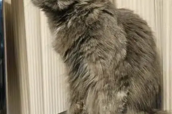 I let her our at about 9am(14/3) and she usually comes back and get something to eat/drink before heading back on her adventures then comes back around midday. This is unlike her and i am worried she has been taken or worse. She is Grey with a couple of different colors on her nose/paw pads (yellowish/white/) she is a small cat with a small build and she doesn't like people and prefers to stay away from anyone she doesn't know.